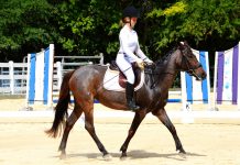 Cayman equestrians rise to meet dressage challenge