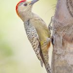 National Trust to hold birding tour