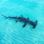 Rare glimpse of hammerhead at sandbar