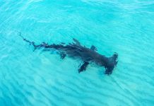Rare glimpse of hammerhead at sandbar