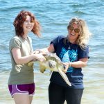 Sick turtle restored to health