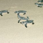 Officials shine a light on turtle problem