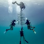 Coral nursery gets a scrubbing
