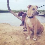 Pet owner disputes account in case of euthanized dogs