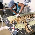 Caymanian student heads to Asia on wildlife rescue mission