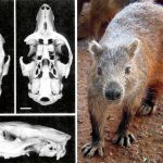 Fossils reveal existence of 3 new species unique to Cayman