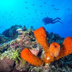 Cayman may be spot of hope in coral survival