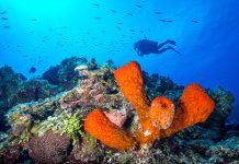 Cayman may be spot of hope in coral survival