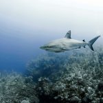 Shark deaths a concern for Cayman researchers