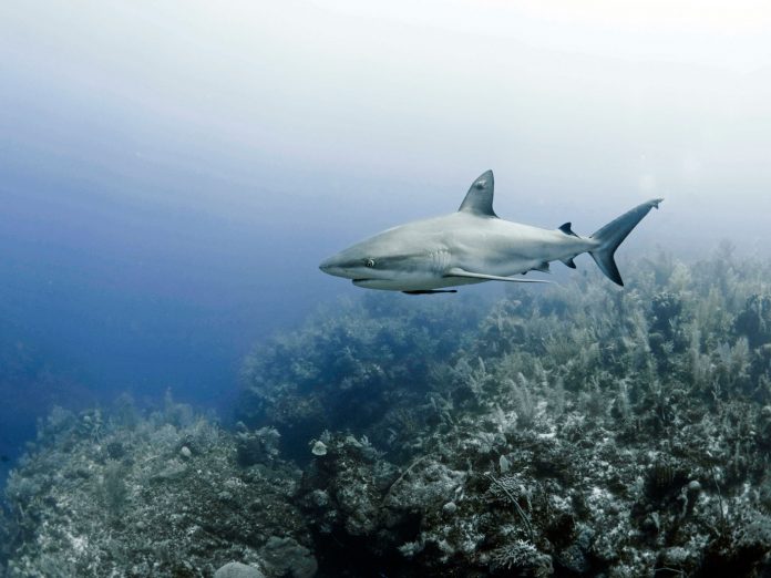 Photo-2---shark-in-GC