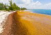 Sargassum problem ‘here to stay’