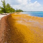 Sargassum problem ‘here to stay’