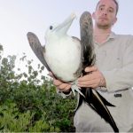 Discarded fishing line a threat to rare seabirds