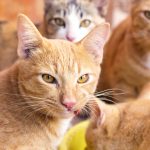 Study finds heartworm disease common in Cayman cats