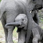 Johannesburg photographer shares wildlife encounters