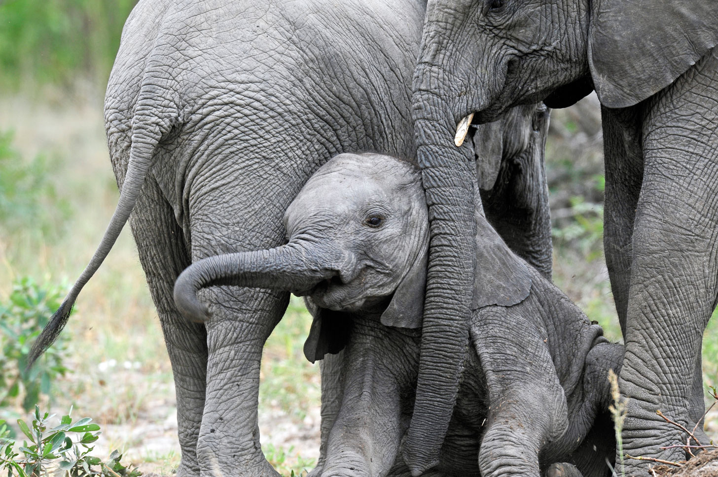 africa-wildlife-photographer3