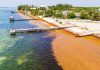 Sargassum seaweed clogs coastline