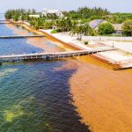 Sargassum seaweed clogs coastline