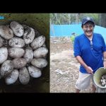 Large blue iguana nest brings promise of healthy hatchlings