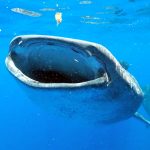 Wandering whale sharks travel 10,000 miles