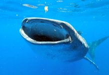 Wandering whale sharks travel 10,000 miles