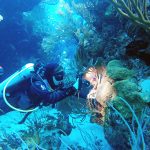 Deep water reefs may help in coral survival