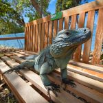 Peter the iguana basks in royal limelight