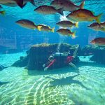 From Olympic pool to shark tank