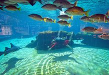 From Olympic pool to shark tank