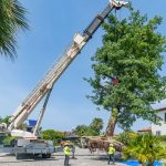 New home awaits uprooted tree