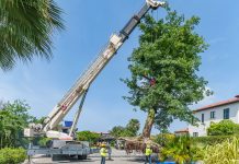 New home awaits uprooted tree