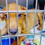 Humane Society shelter at full capacity for cats and dogs