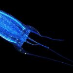 2 taken to hospital for jellyfish stings