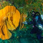 Little Cayman giants abound in ‘Sponge Belt’