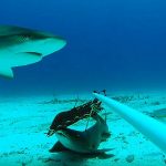 Cayman marks decade of shark conservation