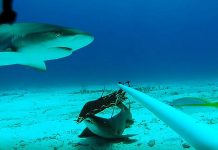 Cayman marks decade of shark conservation