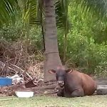 Police find missing Grand Cayman bull ‘Bobo’