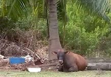 Police find missing Grand Cayman bull ‘Bobo’
