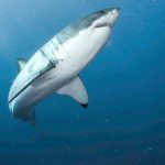 $300,000 donation for Guy Harvey shark studies