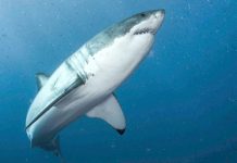$300,000 donation for Guy Harvey shark studies