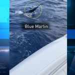 Controversy follows Cayman billfish tournament