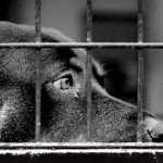 Dog raid highlights animal welfare issues