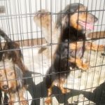 3 seized dogs die, others see ‘significant improvement’ Police say 53 dogs were being held in dangerous conditions at a residence in Prospect.