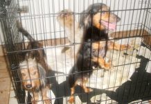 3 seized dogs die, others see ‘significant improvement’ Police say 53 dogs were being held in dangerous conditions at a residence in Prospect.