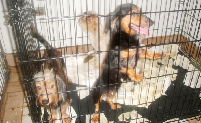 Police say 53 dogs were being held in dangerous conditions at a residence in Prospect.