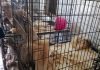 Police seize 53 dogs from Prospect residence