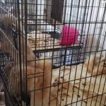 Police seize 53 dogs from Prospect residence