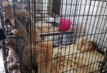 Police seize 53 dogs from Prospect residence