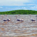 National Trust to open bird sanctuary