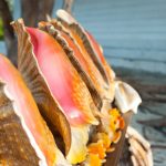 Conch, whelk season closes until November